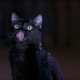 Image for article titled Scary Movie was ground zero for some of the worst comedy of all time
